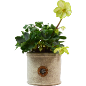 Cache Pot de Fleurs en Feutre de Laine et Cuir 12cm